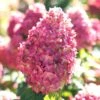 Limelight Prime Hydrangea - 2 Gallon Pot 2 Limelight Prime Hydrangea - 2 Gallon Pot -Garden Plant Seeds Hydrangea Limelight Prime 3 1