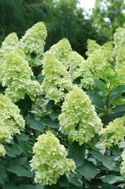 Limelight Prime Hydrangea - 2 Gallon Pot -Garden Plant Seeds Hydrangea Limelight Prime 4 1