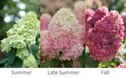 Limelight Prime Hydrangea - 3 Gallon Pot -Garden Plant Seeds Hydrangea Limelight Prime 6