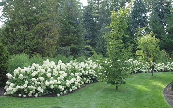 Limelight PeeGee Hydrangea - 1 Gallon Pot 6 Limelight PeeGee Hydrangea - 1 Gallon Pot - Image 4