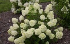 Little Lime Hydrangea - 6 Pack Of 1 Gallon Pots 15 Little Lime Hydrangea - 6 Pack Of 1 Gallon Pots -Garden Plant Seeds Hydrangea Little Lime 1