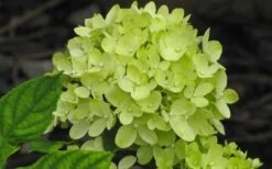 Little Lime Hydrangea - 6 Pack Of 1 Gallon Pots 12 Little Lime Hydrangea - 6 Pack Of 1 Gallon Pots -Garden Plant Seeds Hydrangea Little Lime