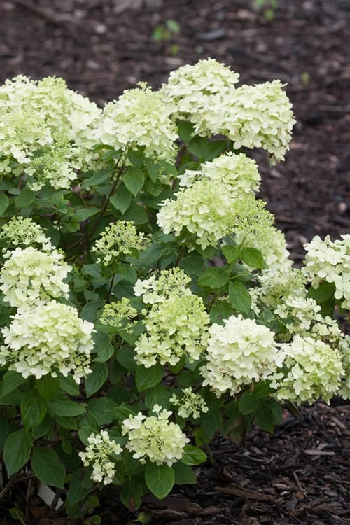 Little Lime Hydrangea - 6 Pack Of 1 Gallon Pots 3 Little Lime Hydrangea - 6 Pack Of 1 Gallon Pots