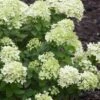 Little Lime Hydrangea - 2 Gallon Pot 2 Little Lime Hydrangea - 2 Gallon Pot -Garden Plant Seeds Hydrangea Little Lime 500x750 2