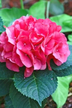 Merritts Supreme Hydrangea - 3 Gallon Pot -Garden Plant Seeds Hydrangea Merrits Supreme Pink 11