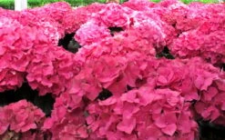 Merritts Supreme Hydrangea - 3 Gallon Pot -Garden Plant Seeds Hydrangea Merrits Supreme Pink 12