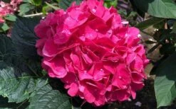 Merritts Supreme Hydrangea - 1 Gallon Pot -Garden Plant Seeds Hydrangea Merrits Supreme Pink 13 1