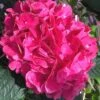Merritts Supreme Hydrangea - 1 Gallon Pot -Garden Plant Seeds Hydrangea Merrits Supreme Pink 15 1