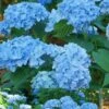 Mini Penny Hydrangea - 2 Gallon Pot -Garden Plant Seeds Hydrangea Mini Penny 1