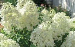 Moon Dance Hydrangea - 2 Gallon Pot -Garden Plant Seeds Hydrangea Mood Dance 4