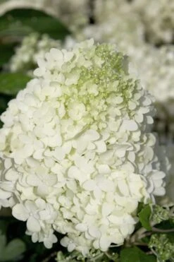 Moon Dance Hydrangea - 3 Gallon Pot 11 Moon Dance Hydrangea - 3 Gallon Pot -Garden Plant Seeds Hydrangea Moon Dance 2 1