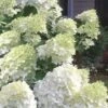 Moon Dance Hydrangea - 3 Gallon Pot -Garden Plant Seeds Hydrangea Moon Dance 3 1
