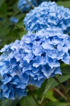 Nikko Blue Hydrangea - 3 Gallon Pot -Garden Plant Seeds Hydrangea Nikko Blue 10 2