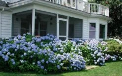 Nikko Blue Hydrangea - 1 Gallon Pot 14 Nikko Blue Hydrangea - 1 Gallon Pot -Garden Plant Seeds Hydrangea Nikko Blue 11 1