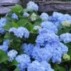 Nikko Blue Hydrangea - 1 Gallon Pot 2 Nikko Blue Hydrangea - 1 Gallon Pot -Garden Plant Seeds Hydrangea Nikko Blue 500x750 2