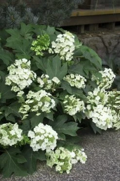 Pee Wee Dwarf Oakleaf Hydrangea - 1 Gallon Pot 16 Pee Wee Dwarf Oakleaf Hydrangea - 1 Gallon Pot -Garden Plant Seeds Hydrangea Oakleaf Pee Wee 11 1