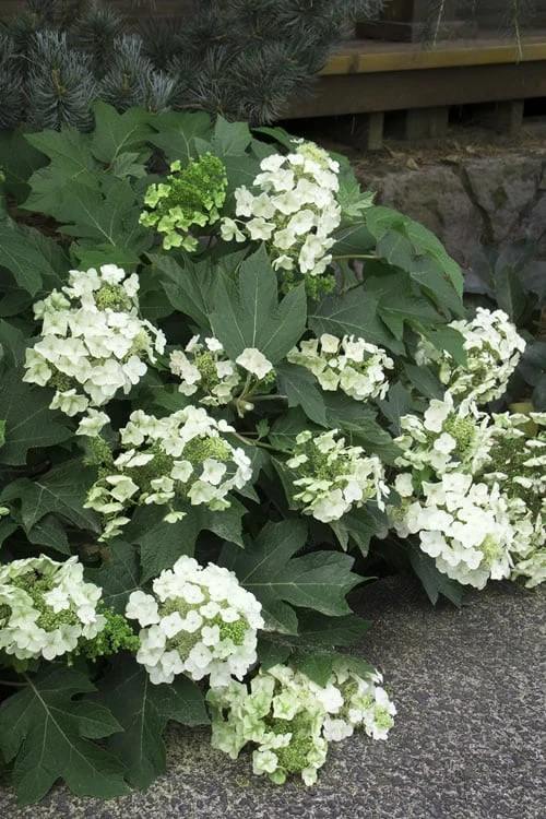 Pee Wee Dwarf Oakleaf Hydrangea - 1 Gallon Pot 9 Pee Wee Dwarf Oakleaf Hydrangea - 1 Gallon Pot - Image 7