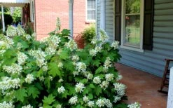 Pee Wee Dwarf Oakleaf Hydrangea - 2 Gallon Pot 14 Pee Wee Dwarf Oakleaf Hydrangea - 2 Gallon Pot -Garden Plant Seeds Hydrangea Oakleaf Pee Wee
