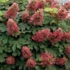Ruby Slippers Dwarf Oakleaf Hydrangea - 1 Gallon Pot -Garden Plant Seeds Hydrangea Oakleaf Ruby Slippers 500x750 1