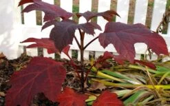 Ruby Slippers Dwarf Oakleaf Hydrangea - 1 Gallon Pot -Garden Plant Seeds Hydrangea Oakleaf Ruby Slippers Fall Foliage Color