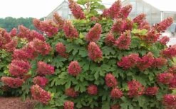 Ruby Slippers Dwarf Oakleaf Hydrangea - 1 Gallon Pot -Garden Plant Seeds Hydrangea Oakleaf Ruby Slippers Full Bloom