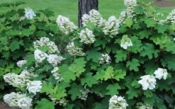 Ruby Slippers Dwarf Oakleaf Hydrangea - 1 Gallon Pot -Garden Plant Seeds Hydrangea Oakleaf Ruby Slippers Opening Color