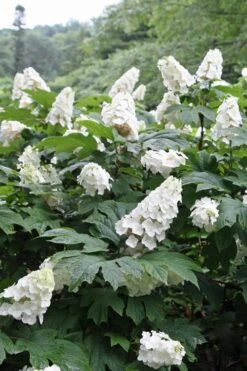 Snow Queen Oakleaf Hydrangea - 1 Gallon Pot -Garden Plant Seeds Hydrangea Oakleaf Snow Queen 10 1