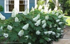 Snow Queen Oakleaf Hydrangea - 3 Gallon Pot -Garden Plant Seeds Hydrangea Oakleaf Snow Queen 11