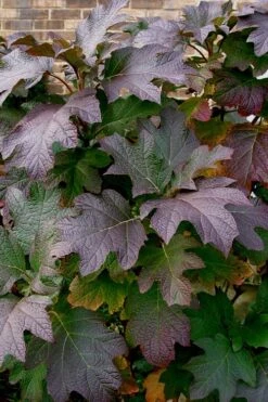 Snow Queen Oakleaf Hydrangea - 1 Gallon Pot -Garden Plant Seeds Hydrangea Oakleaf Snow Queen 3 1