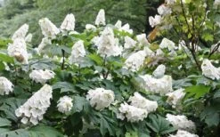 Snow Queen Oakleaf Hydrangea - 3 Gallon Pot -Garden Plant Seeds Hydrangea Oakleaf Snow Queen 6