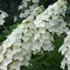 Snow Queen Oakleaf Hydrangea - 3 Gallon Pot -Garden Plant Seeds Hydrangea Oakleaf Snow Queen 8
