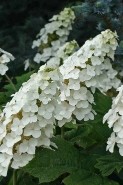 Snow Queen Oakleaf Hydrangea - 2 Gallon Pot