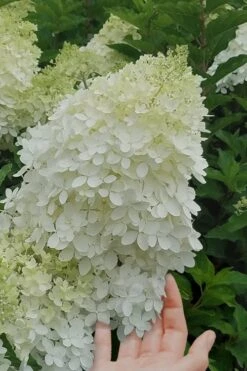 Phantom Hydrangea - 3 Gallon Pot -Garden Plant Seeds Hydrangea Phantom 20