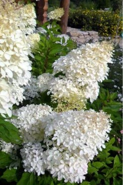 Phantom Hydrangea - 3 Gallon Pot -Garden Plant Seeds Hydrangea Phantom 500x750 1