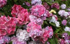 Preziosa Multi Color Hydrangea - 1 Gallon Pot -Garden Plant Seeds Hydrangea Preziosa 18