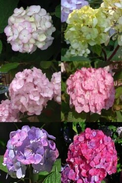 Preziosa Multi Color Hydrangea - 1 Gallon Pot -Garden Plant Seeds Hydrangea Preziosa 19