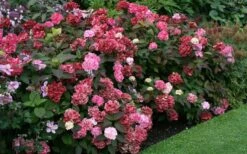 Preziosa Multi Color Hydrangea - 1 Gallon Pot -Garden Plant Seeds Hydrangea Preziosa 7