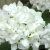 Sister Theresa Hydrangea - 3 Gallon Pot 1 Sister Theresa Hydrangea - 3 Gallon Pot -Garden Plant Seeds Hydrangea Sister Theresa 2 500x750 1