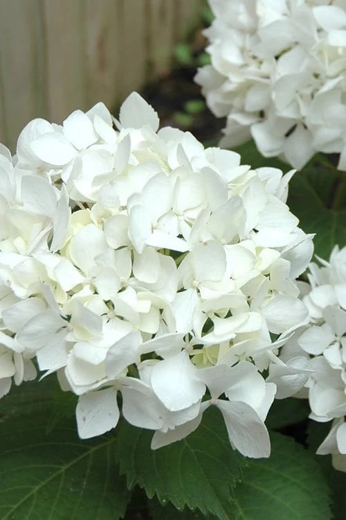 Sister Theresa Hydrangea - 3 Gallon Pot 3 Sister Theresa Hydrangea - 3 Gallon Pot