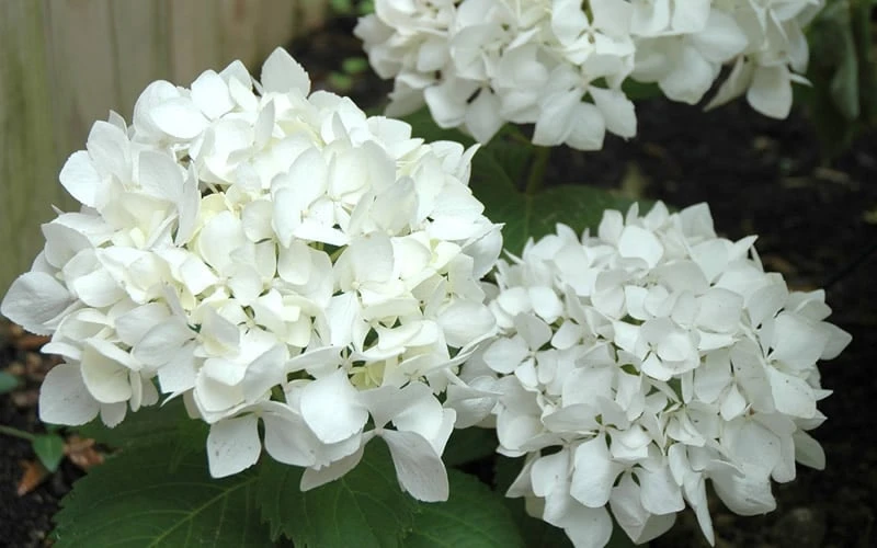 Sister Theresa Hydrangea - 3 Gallon Pot 7 Sister Theresa Hydrangea - 3 Gallon Pot - Image 5