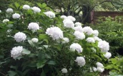 Sister Theresa Hydrangea - 3 Gallon Pot 10 Sister Theresa Hydrangea - 3 Gallon Pot -Garden Plant Seeds Hydrangea Sister Theresa 51