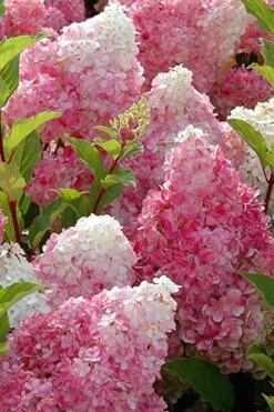 Strawberry Sundae Hydrangea - 3 Gallon Pot 12 Strawberry Sundae Hydrangea - 3 Gallon Pot -Garden Plant Seeds Hydrangea Strawberry Sundae Flowers 3