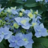 Tuff Stuff Ah-Ha Mountain Hydrangea - 3 Gallon Pot -Garden Plant Seeds Hydrangea Tuff Stuff 2