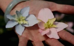 Tuff Stuff Ah-Ha Mountain Hydrangea - 3 Gallon Pot 12 Tuff Stuff Ah-Ha Mountain Hydrangea - 3 Gallon Pot -Garden Plant Seeds Hydrangea Tuff Stuff 3