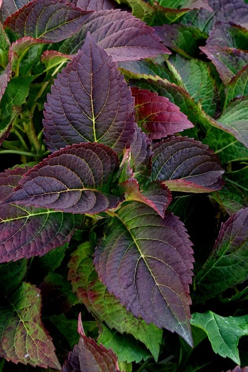 Tuff Stuff Ah-Ha Mountain Hydrangea - 3 Gallon Pot 8 Tuff Stuff Ah-Ha Mountain Hydrangea - 3 Gallon Pot - Image 6
