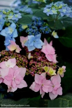 Tuff Stuff Ah-Ha Mountain Hydrangea - 3 Gallon Pot 11 Tuff Stuff Ah-Ha Mountain Hydrangea - 3 Gallon Pot -Garden Plant Seeds Hydrangea Tuff Stuff 5