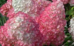 Vanilla Strawberry Hydrangea - 3 Gallon Pot 13 Vanilla Strawberry Hydrangea - 3 Gallon Pot -Garden Plant Seeds Hydrangea Vanilla Strawberry 2
