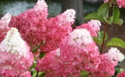 Vanilla Strawberry Hydrangea - 3 Gallon Pot 12 Vanilla Strawberry Hydrangea - 3 Gallon Pot -Garden Plant Seeds Hydrangea Vanilla Strawberry 3