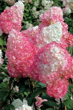 Vanilla Strawberry Hydrangea - 1 Gallon Pot -Garden Plant Seeds Hydrangea Vanilla Strawberry BS 1