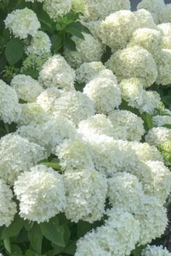 White Wedding Hydrangea - 3 Gallon Pot -Garden Plant Seeds Hydrangea White Wedding 5 x750